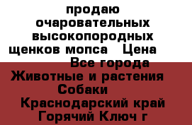 продаю очаровательных высокопородных щенков мопса › Цена ­ 20 000 - Все города Животные и растения » Собаки   . Краснодарский край,Горячий Ключ г.